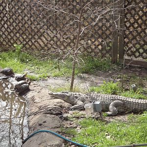 Snappy, Madagascan (maybe) Nile Crocodile