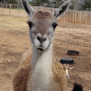 Guanaco