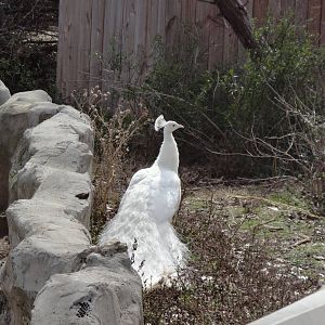 Albino Peacock
