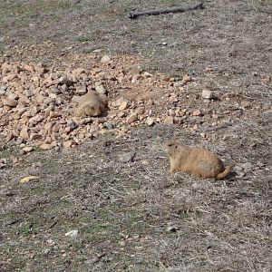 Prairie Dog