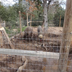 Bornean Bearded Pig and Eurasian Wild Boar.
