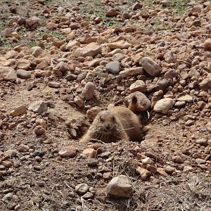 Prairie Dog