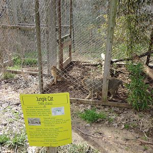 Jungle Cats