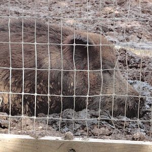 Eurasian Wild Boar