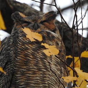 Eastern Great Horned Owl