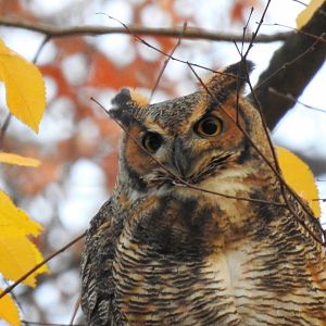 Eastern Great Horned Owl