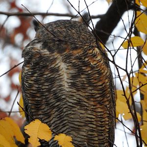 Eastern Great Horned Owl