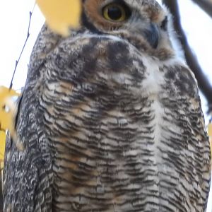 Eastern Great Horned Owl