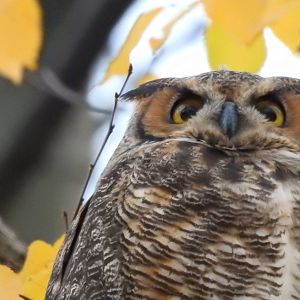 Eastern Great Horned Owl