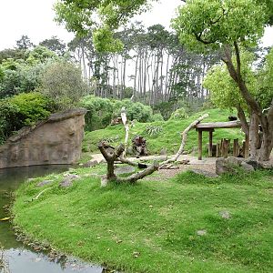 Hamadryas Baboon enclosure, November 2015