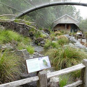 Antipodes Island Parakeet, November 2015