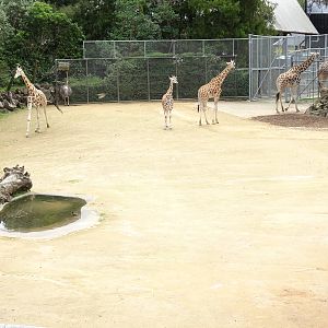 Rothschild's Giraffe and Ostrich, November 2015