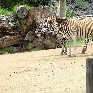 Burchell's Zebra, November 2015