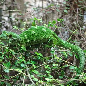 Rough Gecko, November 2015