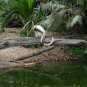 Spider Monkey, November 2015