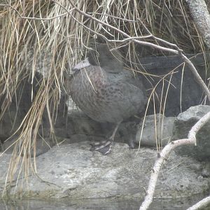 Blue Duck, November 2015