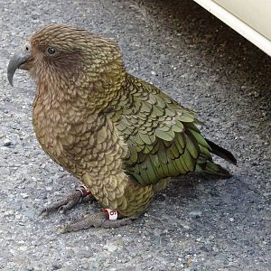 A ringed Kea, November 2015
