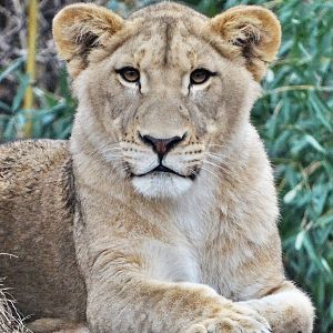 Dec. 2015 - Africa - Southeast African Lion Juvenile