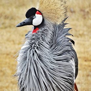 Dec. 2015 - Africa - East African Crowned Crane