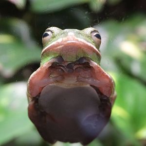 Dec. 2015 - Manatee Springs - Green Tree Frog