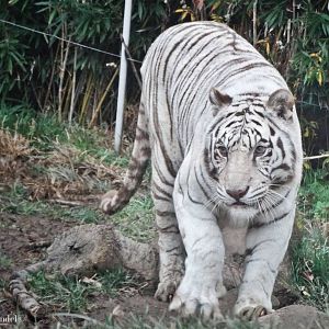 Dec. 2015 - Cat Canyon - White Tiger