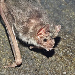 Dec. 2015 - Night Hunters - Common Vampire Bat