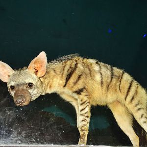 Dec. 2015 - Night Hunters - Aardwolf