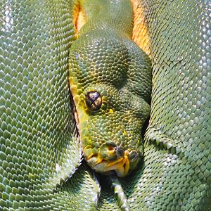 Dec. 2015 - Reptile House - Green Tree Python