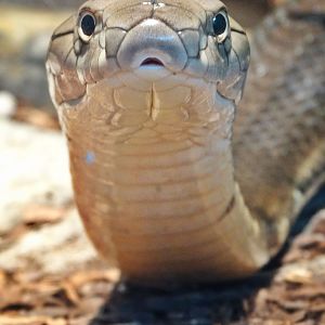 Dec. 2015 - Reptile House - King Cobra