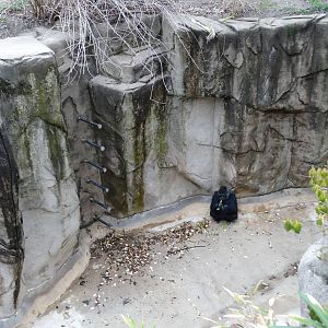 Dec. 2015 - Gorilla World - Mara Down in the Moat