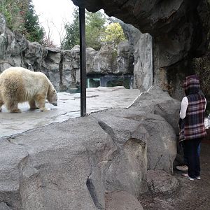 Dec. 2015 - Lords of the Arctic - Little One