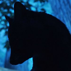 Dec. 2015 - Night Hunters - Guess the Silhouette