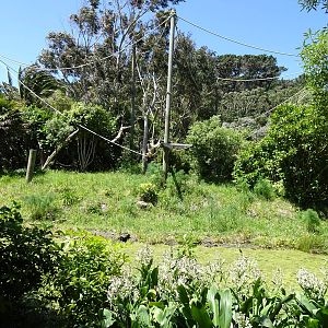 Gibbon Enclosure, November 2015