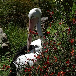 Australian Pelican, November 2015
