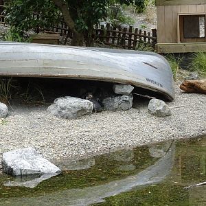 Penguin Enclosure, November 2015
