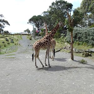 Giraffe Enclosure, November 2015