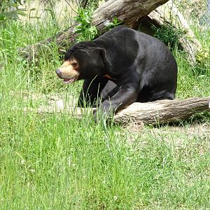 Sun Bear, November 2015