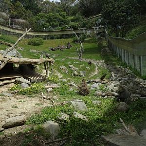 Hamadryas Baboon enclosure, November 2015