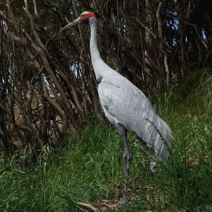 Brolga Crane, November 2015
