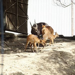 Nyala, November 2015
