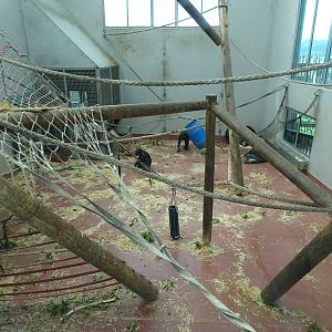 Chimp House, November 2015