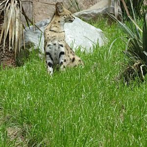 Serval, November 2015