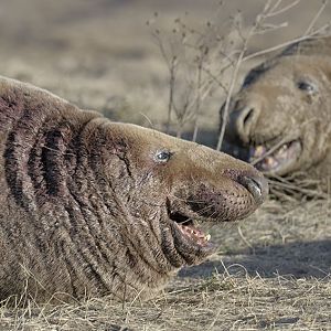 Spoiling for a fight