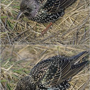 Foraging starling