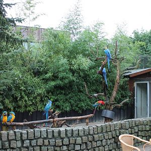Macaw enclosure