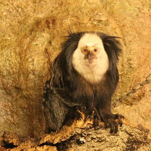 White-faced marmoset