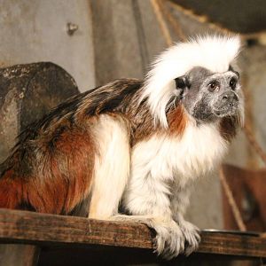 Cotton-top tamarin