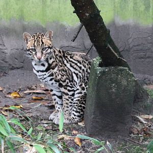Ocelot