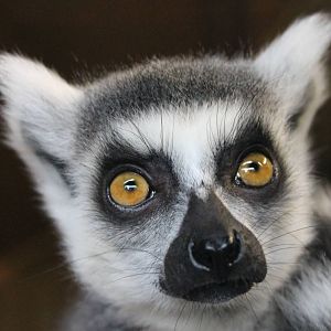 Ring-tailed lemur