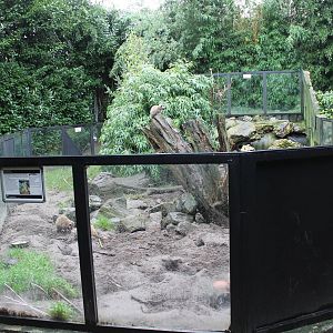Meerkat enclosure